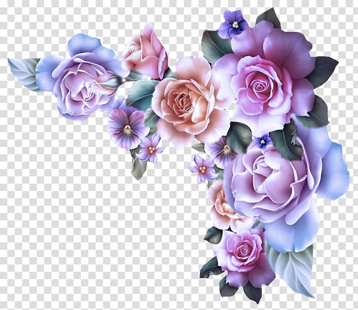 Garden roses, Flower, Purple, Cut Flowers, Lavender, Violet, Pink, Plant transparent background PNG clipart