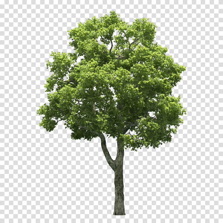 Family Tree, Plant, Woody Plant, Branch, Plane Tree Family transparent background PNG clipart