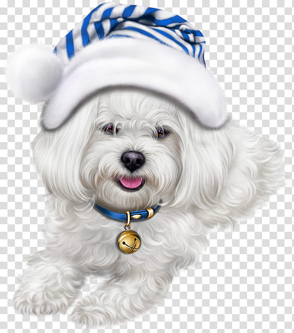 dog maltese dog breed bichon havanese, Puppy, Companion Dog transparent background PNG clipart