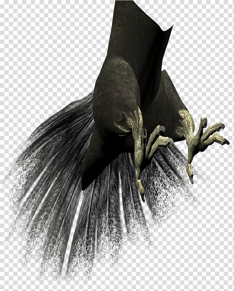 Harpy Kit, black bird illustration transparent background PNG clipart