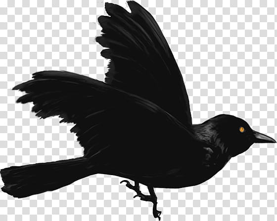 Cartoon Bird, American Crow, New Caledonian Crow, Common Raven, Beak, Feather, Blackbird, Fish Crow transparent background PNG clipart