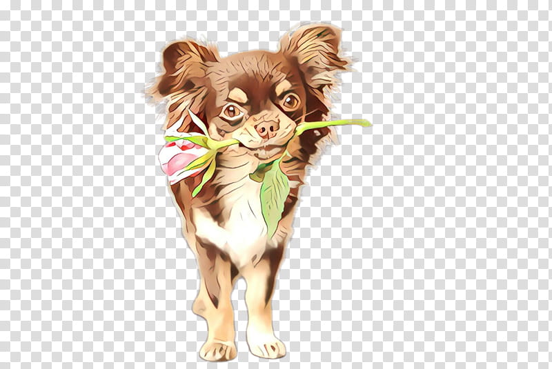 dog puppy chihuahua russkiy toy companion dog, Toy Dog transparent background PNG clipart