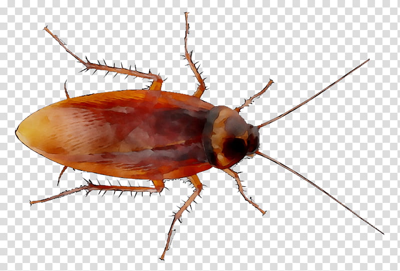 Cockroach, German Cockroach, American Cockroach, Insect, Pest, Oriental Cockroach, Pest Control, Gokicha transparent background PNG clipart