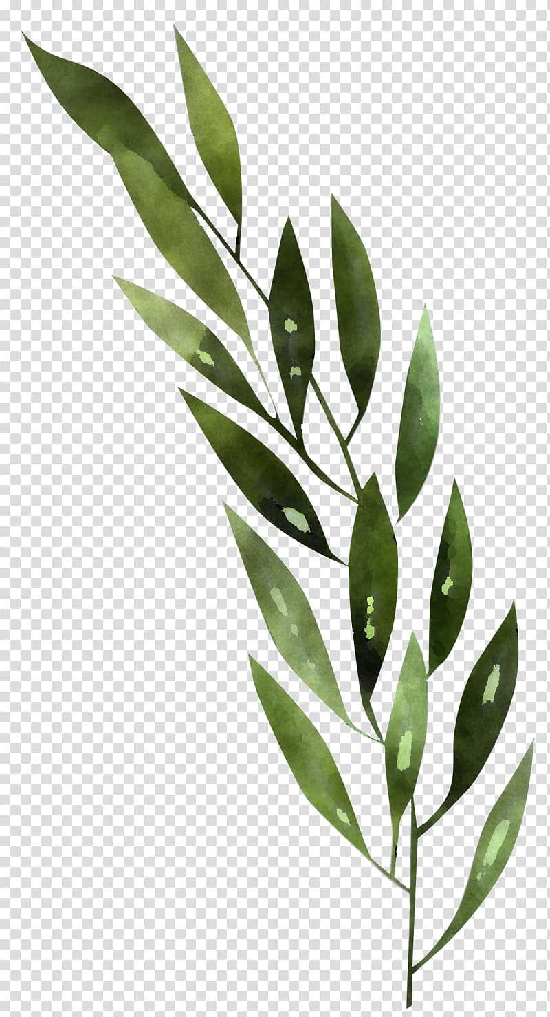 leaf plant flower tree branch, Bay Leaf, Curry Tree, Twig, Eucalyptus, Plant Stem, Herbaceous Plant, Perennial Plant transparent background PNG clipart