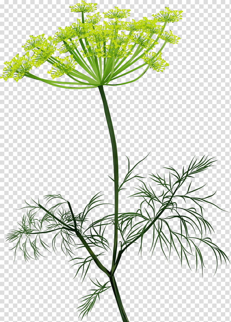 flower plant plant stem parsley family herb, Watercolor, Paint, Wet Ink, Heracleum Plant, Wild Carrot, Cow Parsley transparent background PNG clipart