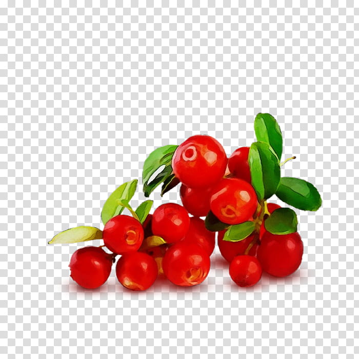 fruit berry plant lingonberry food, Watercolor, Paint, Wet Ink, Natural Foods, Arctostaphylos Uvaursi, Cranberry, Cherry transparent background PNG clipart