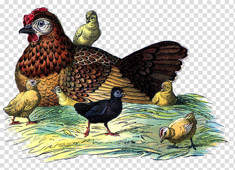 Vintage Poultry Set, drawing of birds transparent background PNG clipart