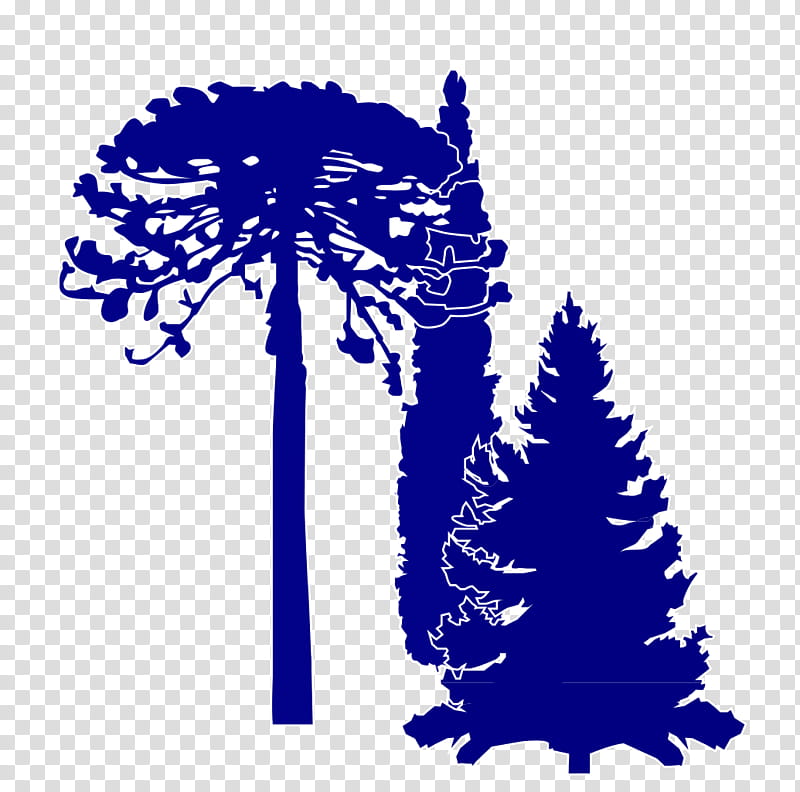 Cartoon Tree, Pine, Conifers, Gymnosperm, Cupressus, Plant, Electric Blue transparent background PNG clipart