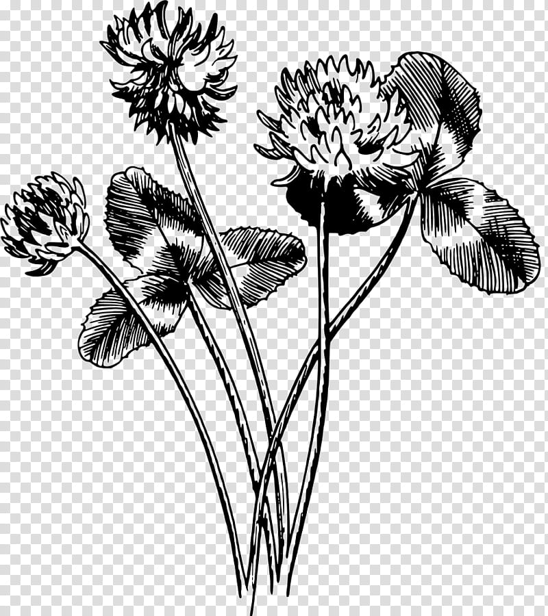 Flowers, Tulip, Cut Flowers, Floral Design, Drawing, Plant Stem, Petal, Tree transparent background PNG clipart