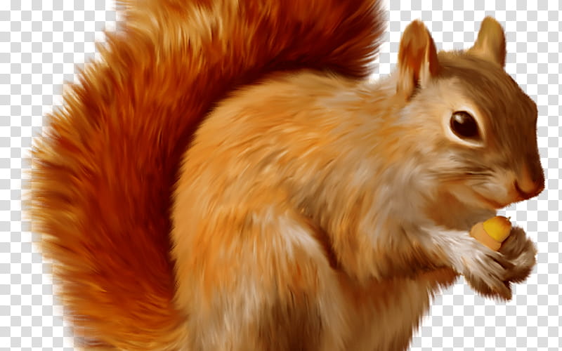 Squirrel, Chipmunk, Red Squirrel, Tree Squirrel, Eastern Gray Squirrel, American Red Squirrel, Fox Squirrel, Animal transparent background PNG clipart