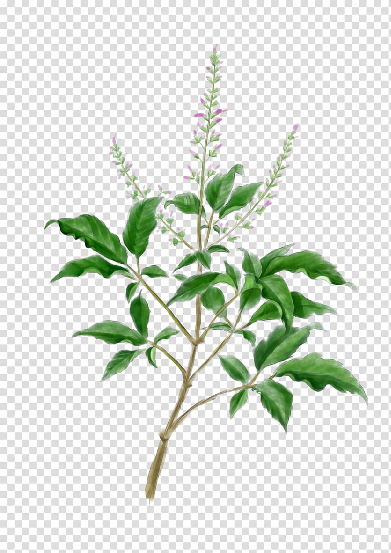 tulsi leaf png clipart