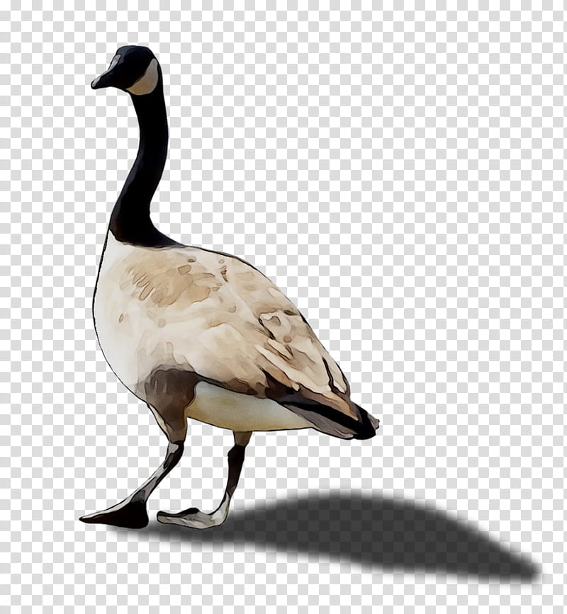 Duck, Goose, Feather, Beak, Bird, Canada Goose, Water Bird, Ducks Geese And Swans transparent background PNG clipart