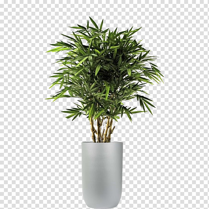 Cartoon Palm Tree, Polyscias Fruticosa, Plants, Artificial Dried Flora ...
