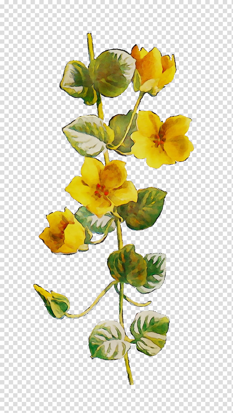 Flowers, Cut Flowers, Yellow, Plant Stem, Plants, Petal, Pedicel, Wood Sorrel Family transparent background PNG clipart