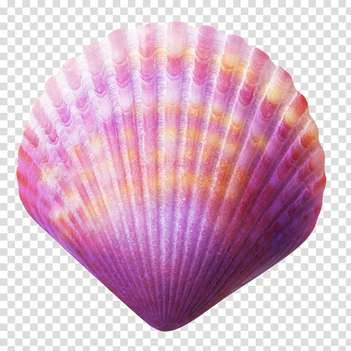 Pink, Seashell, Purple, Nautilidae, Blue, Yellow, Collecting, Scallops transparent background PNG clipart