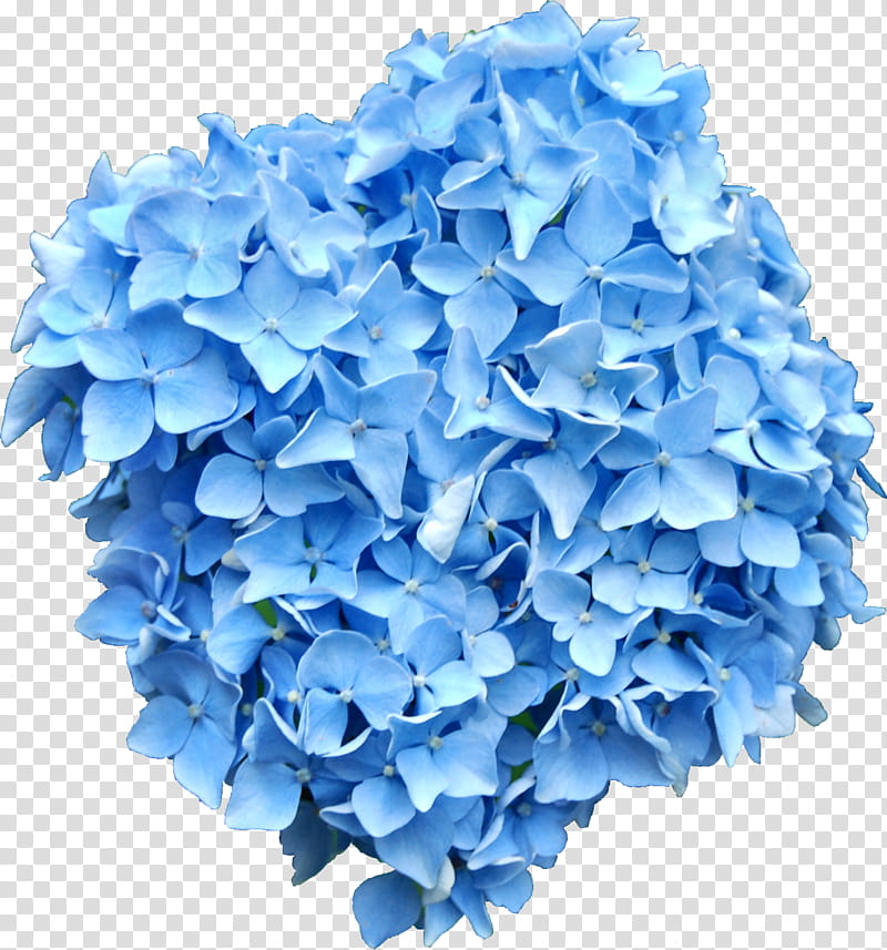 Blue Hydrangea, blue-petaled flowers transparent background PNG clipart