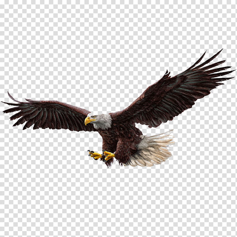 Pencil, Bald Eagle, Drawing, Watercolor Painting, Bird Of Prey, Accipitridae, Golden Eagle, Beak transparent background PNG clipart