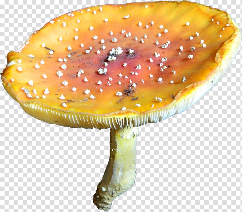 Toadstool b, yellow and white mushroom transparent background PNG clipart