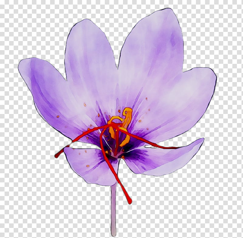 Saffron Flower, Crocus, Moth Orchids, Petal, Violet, Purple, Plant, Lilac transparent background PNG clipart