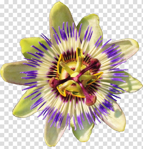 flower passion flower passion flower family purple passionflower plant, Giant Granadilla, Petal, Wildflower transparent background PNG clipart