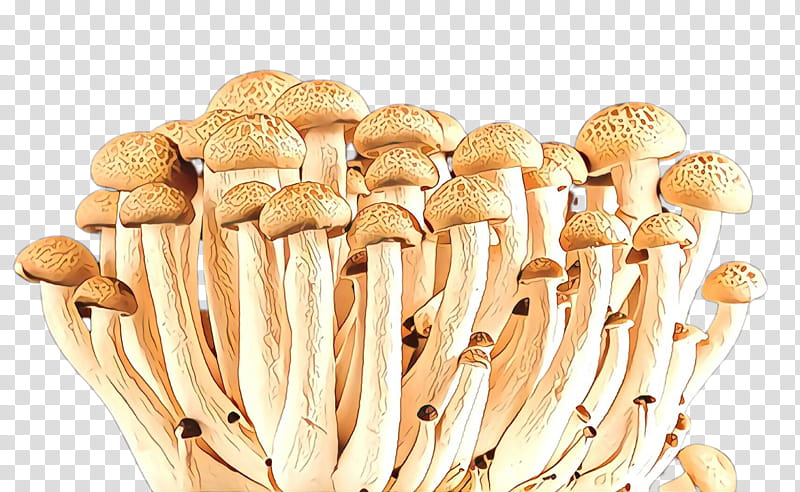 mushroom pleurotus eryngii champignon mushroom edible mushroom enokitake, Oyster Mushroom, Agaricaceae, Agaricus, Agaricomycetes, Fungus transparent background PNG clipart