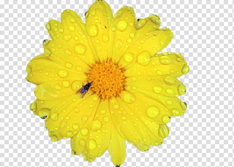 Flowers, Marigold, Blossom, Bloom, Flora, Succade, Yellow, Ball transparent background PNG clipart