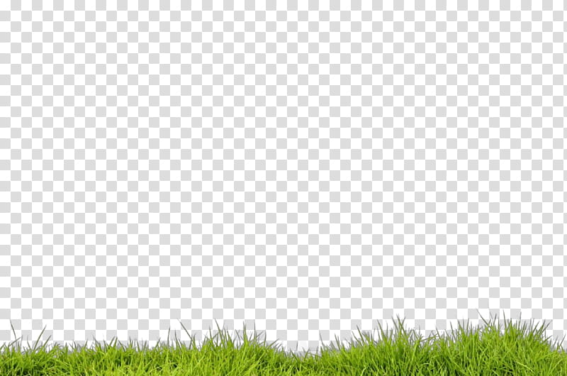 grass green lawn grassland vegetation, Natural Environment, Meadow, Grass Family, Sky, Plant transparent background PNG clipart