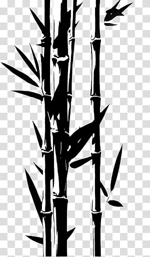 bamboo plant stem plant grass family tree, Flower transparent background PNG clipart thumbnail