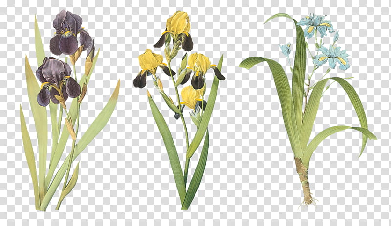 Drawing Of Family, Bearded Iris, Painting, Butterfly Flower, Iris Family, Orchids, Irises, Plant transparent background PNG clipart