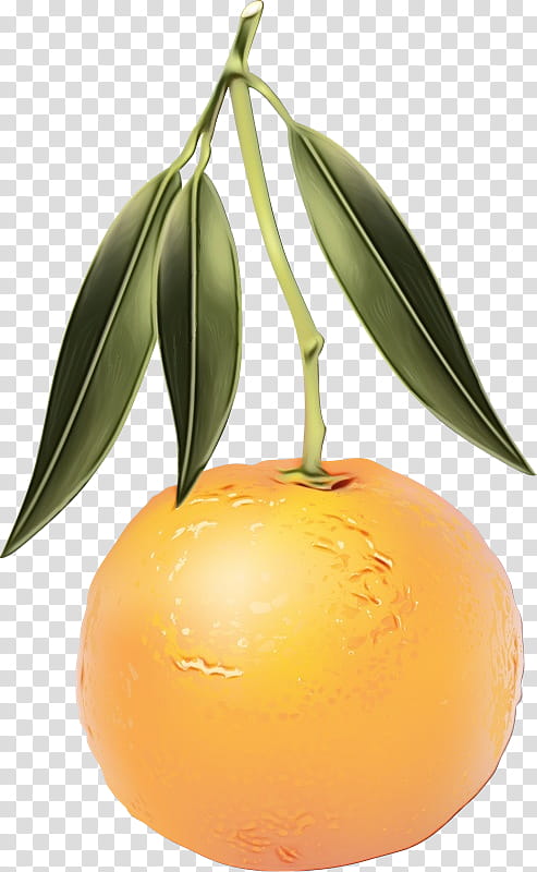 Date Tree Leaf, Clementine, Tangerine, Mandarin Orange, Orange Drink, Orange Juice, Tangelo, Grapefruit transparent background PNG clipart