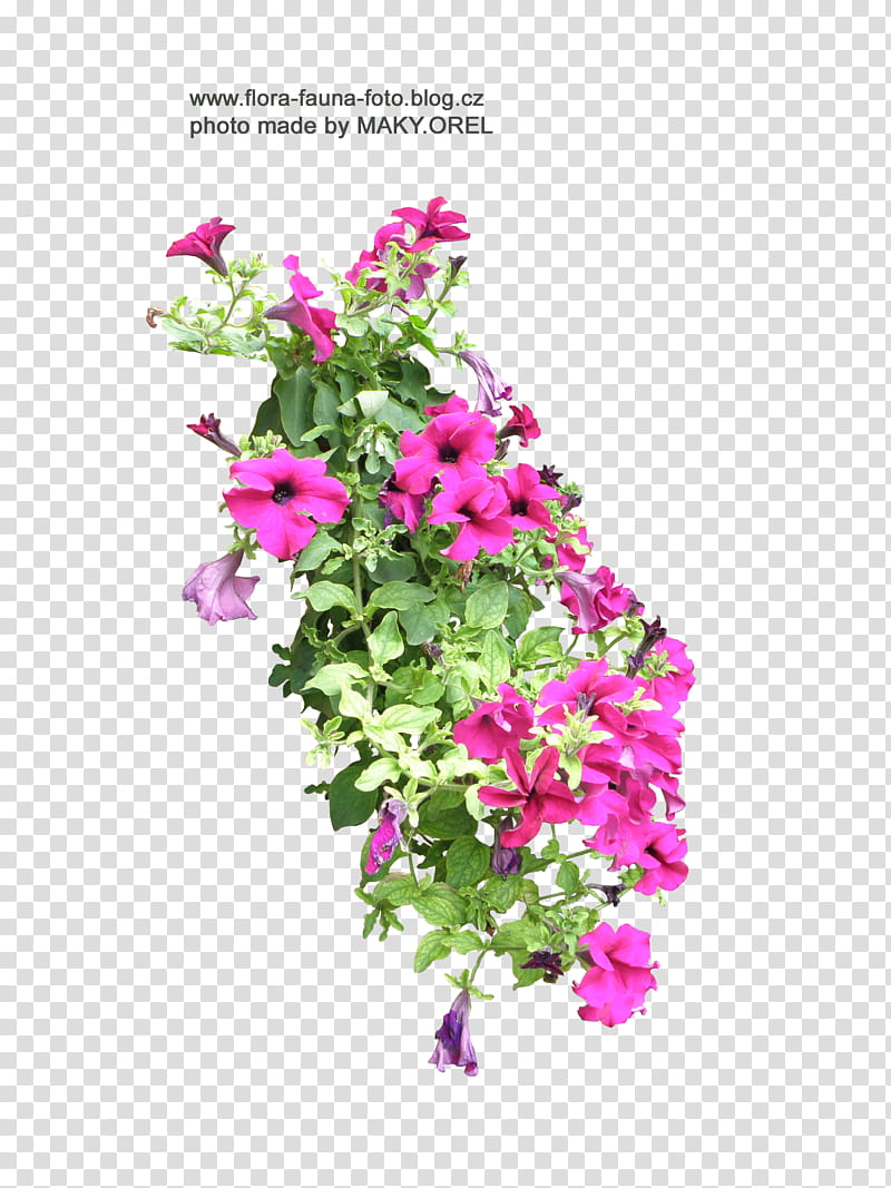 SET Petunia flower , sticker of flowers transparent background PNG clipart