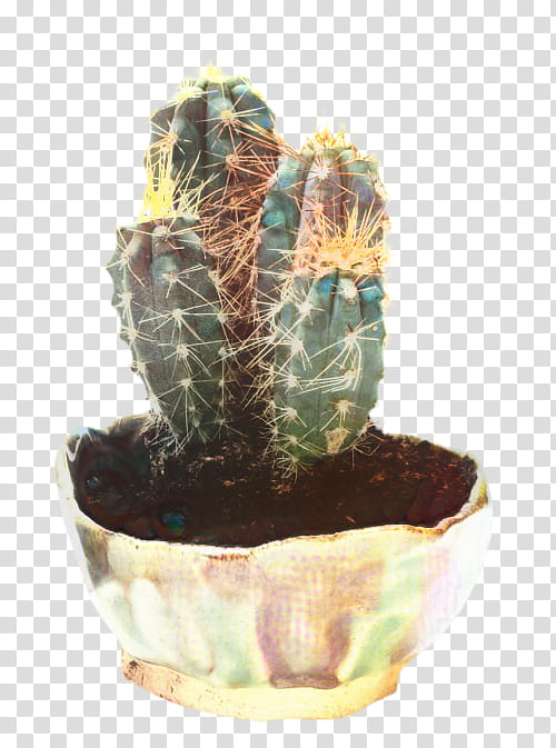 Cactus, Echinocereus, Flowerpot, Plant, Houseplant, Terrestrial Plant, Saguaro, Leaf transparent background PNG clipart
