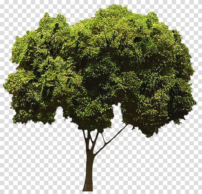 Oak Tree Leaf, Fruit Tree, Hackberry, Shrub, Birch, Deciduous, Pruning, Plant transparent background PNG clipart
