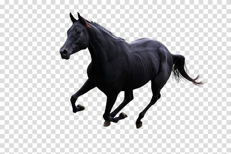 Horse, Pony, Canter And Gallop, Budyonny Horse, Black, Wild Horse, Horse Gait, Animal transparent background PNG clipart