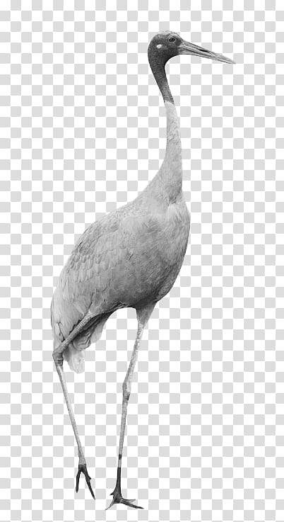 Crane Bird, Stork, Water Bird, Beak, Wader, Ibis, Neck, Cranelike Bird transparent background PNG clipart