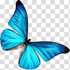 Summer, blue butterfly illustration transparent background PNG clipart