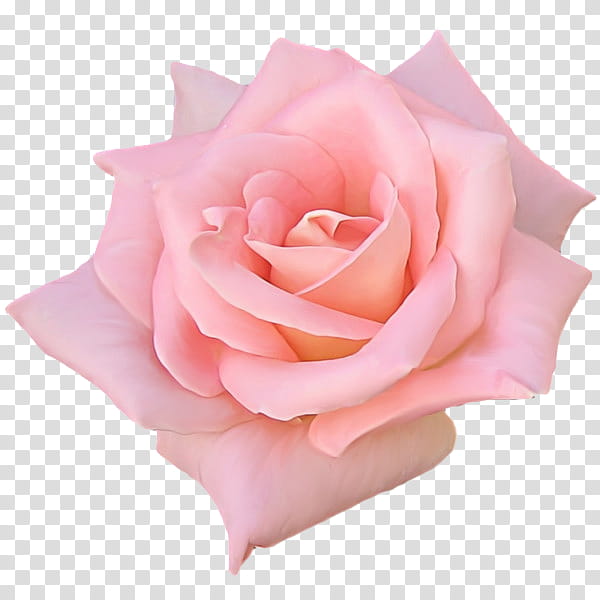 flower power s, pink rose flower art transparent background PNG clipart