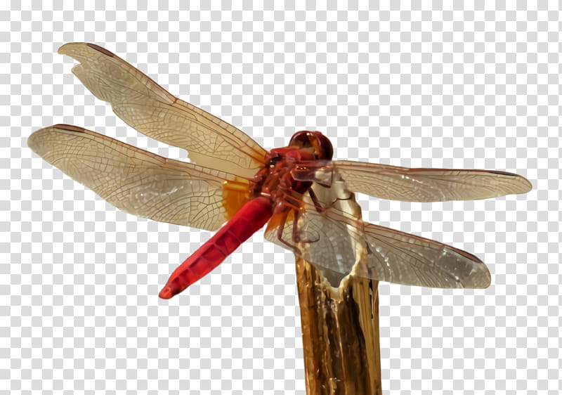 insect dragonflies and damseflies dragonfly net-winged insects pest, Netwinged Insects, Damselfly, Membranewinged Insect transparent background PNG clipart