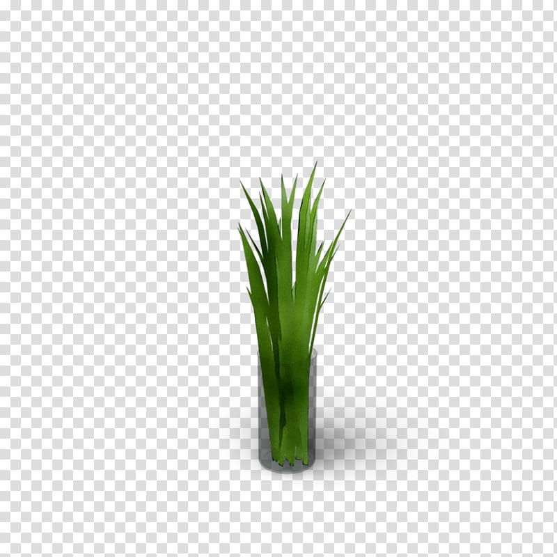 Green Grass, Welsh Onion, Grasses, Plant Stem, Plants, Onions, Chives, Grass Family transparent background PNG clipart