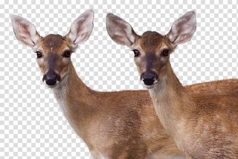 Deers , two brown deer transparent background PNG clipart