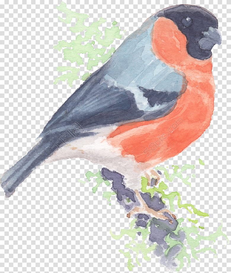 Watercolor Animal, Bird, Drawing, Loriini, Watercolor Painting, Common Cuckoo, Cuckoos, Avialae transparent background PNG clipart