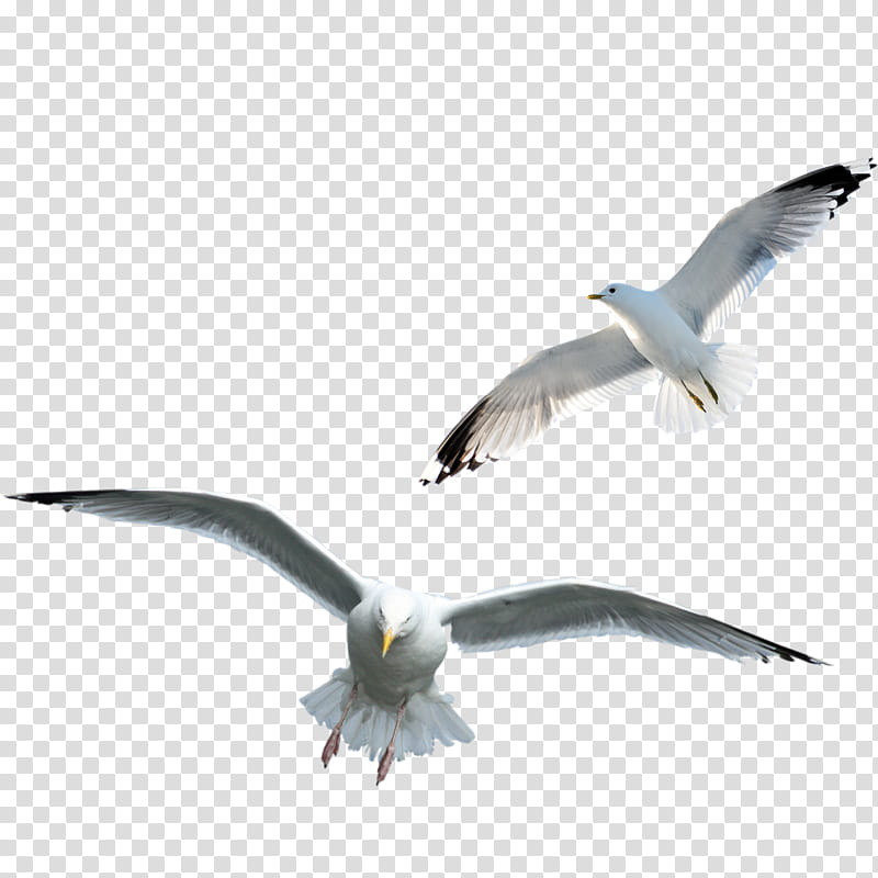 Bird, Gulls, European Herring Gull, Common Gull, Seabird, Animal, Large Whiteheaded Gulls, Beak transparent background PNG clipart