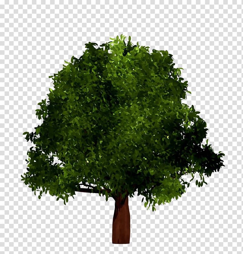 Oak Tree Leaf, China Taiping, Pt China Taiping Insurance Indonesia, Travel Insurance, Finance, Company, Forest, Financial Statement transparent background PNG clipart