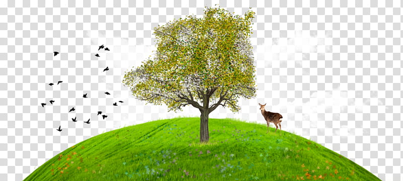 Cartoon Nature, Sky, Leaf, Branching, Tree, Green, Grass, Natural Landscape transparent background PNG clipart
