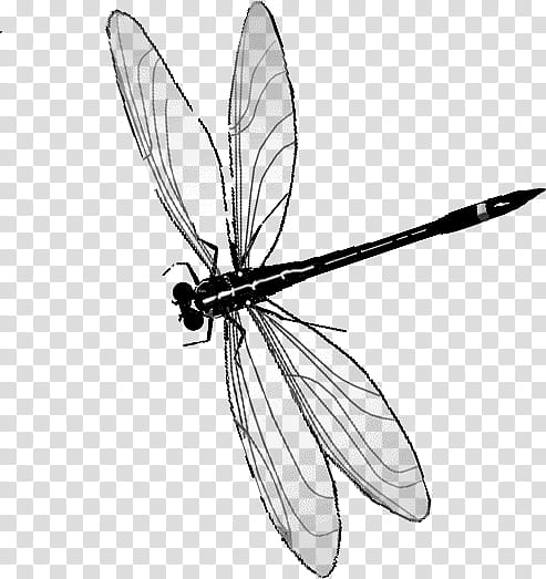 Dragonflies Stamps, black and gray dragonfly art transparent background PNG clipart