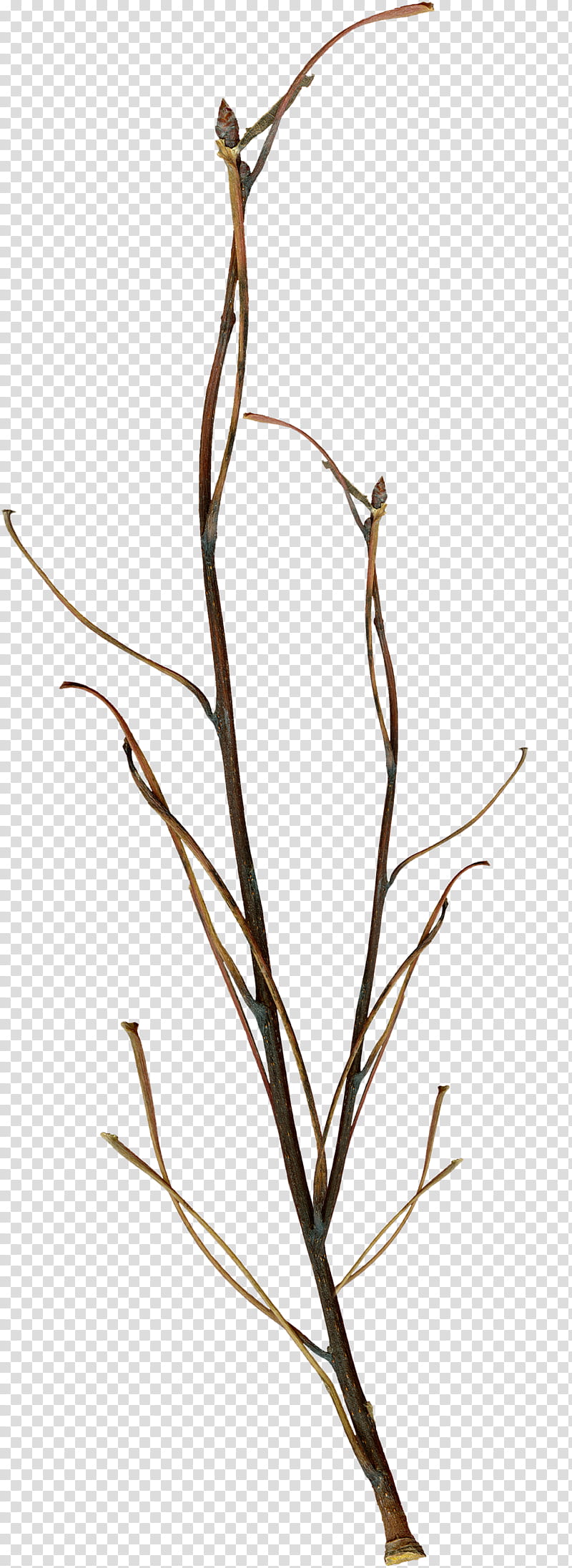 Twig, brown twig transparent background PNG clipart