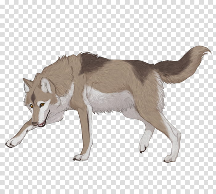 Wolf, Saarloos Wolfdog, Czechoslovakian Wolfdog, Siberian Husky, Seppala Siberian Sleddog, Coyote, Red Wolf, Tail transparent background PNG clipart