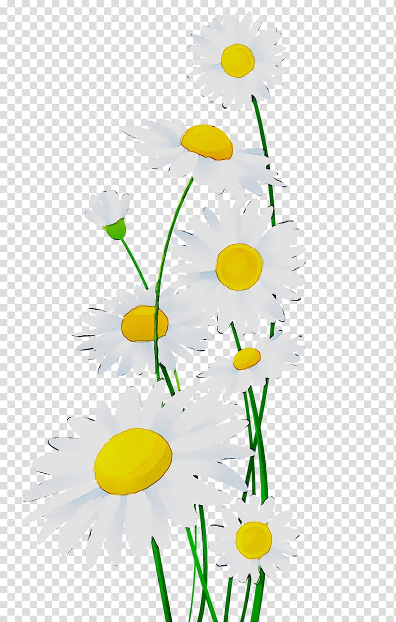 Flowers, Chrysanthemum, Oxeye Daisy, Roman Chamomile, Floral Design, Cut Flowers, Dandelion, Plants transparent background PNG clipart