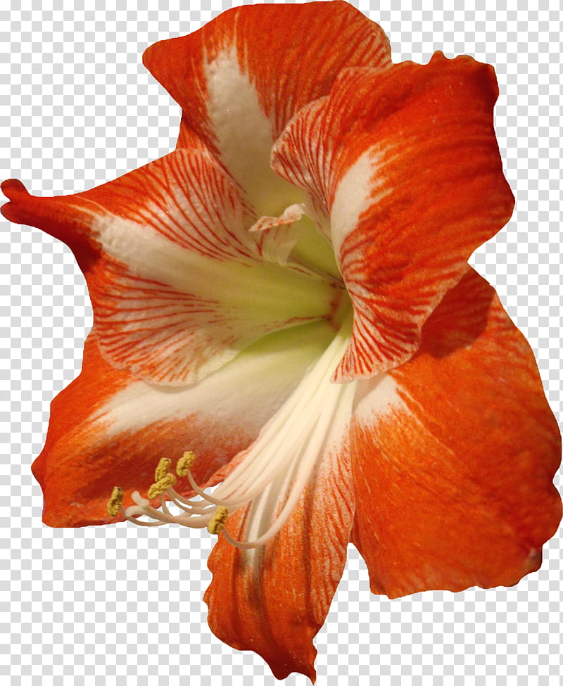 Amarillo, red and white amaryllis flower in bloom transparent background PNG clipart