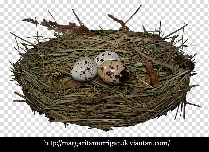 nest, brown nest with three eggs transparent background PNG clipart